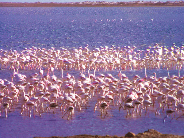 fakos lemnos island